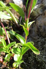 Epilobium leptocarpum