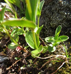 Epilobium leptocarpum