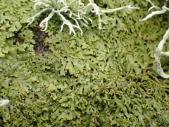 Anaptychia runcinata