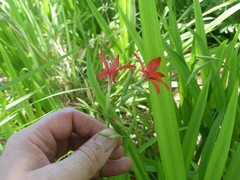 Freesia grandiflora grandiflora