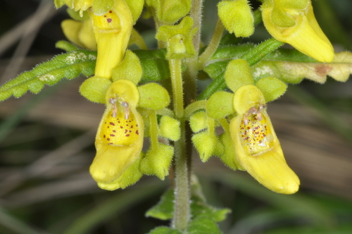 Calceolaria teucrioides (Calceolaria teucrioides)