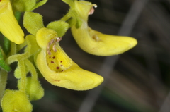 Calceolaria teucrioides