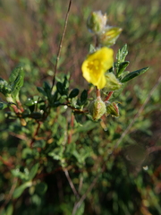 Helianthemum stipulatum