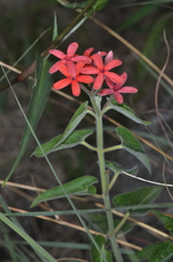 Oxypetalum coccineum