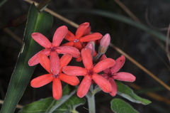 Oxypetalum coccineum