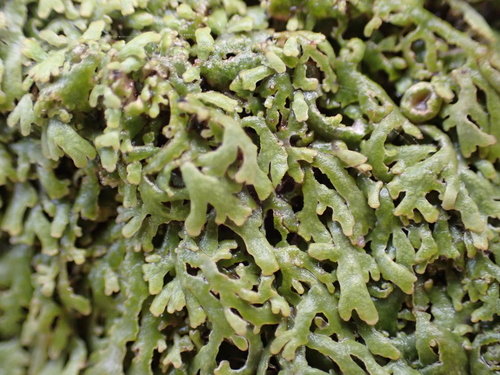 Anaptychia runcinata