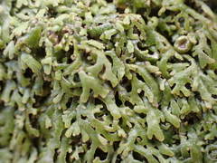 Anaptychia runcinata
