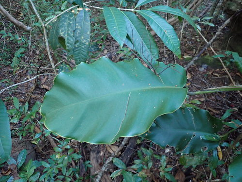 Epipremnum giganteum (Epipremnum giganteum)