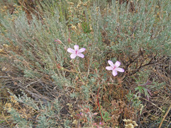 Geranium viscosissimum incisum