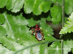 Ectrychotes comottoi