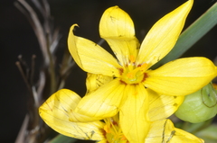 Sisyrinchium palmifolium