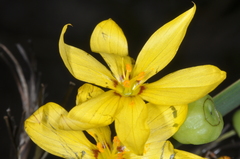 Sisyrinchium palmifolium