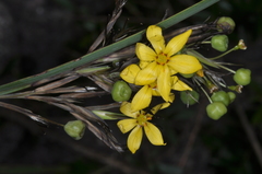 Sisyrinchium palmifolium