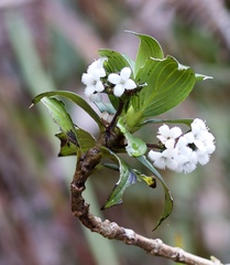 Hedyotis