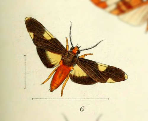 Paranerita polyxenus