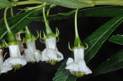 Escallonia cordobensis