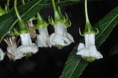 Escallonia cordobensis