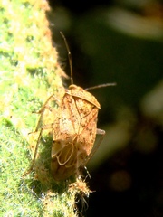 Monalocorisca