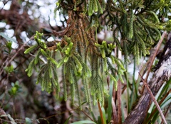 Dacrydium