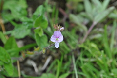 Veronica henryi