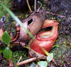 Nepenthes villosa