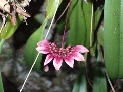 Bulbophyllum lepidum