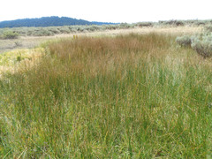 Juncus balticus ater