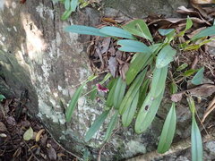 Bulbophyllum lepidum