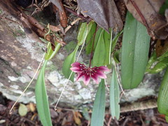 Bulbophyllum lepidum