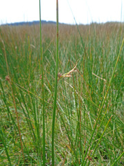 Juncus balticus ater