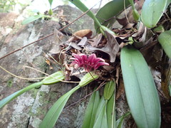 Bulbophyllum lepidum