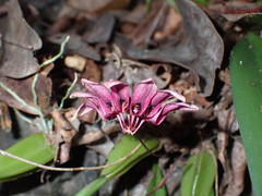 Bulbophyllum lepidum