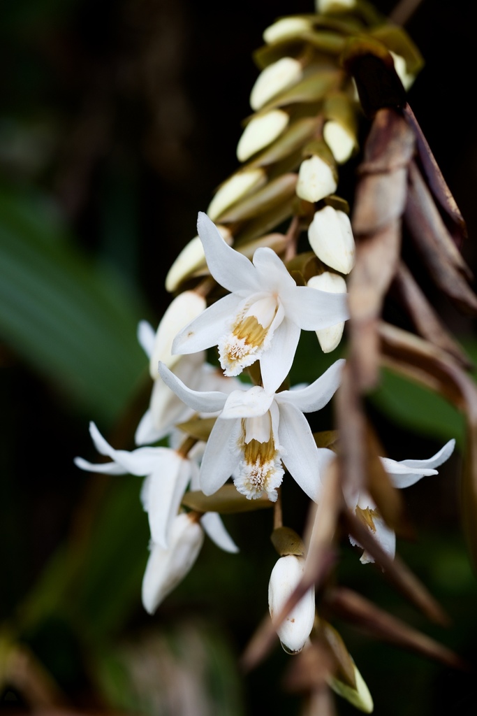 Verrucosae