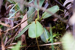 Nepenthes villosa