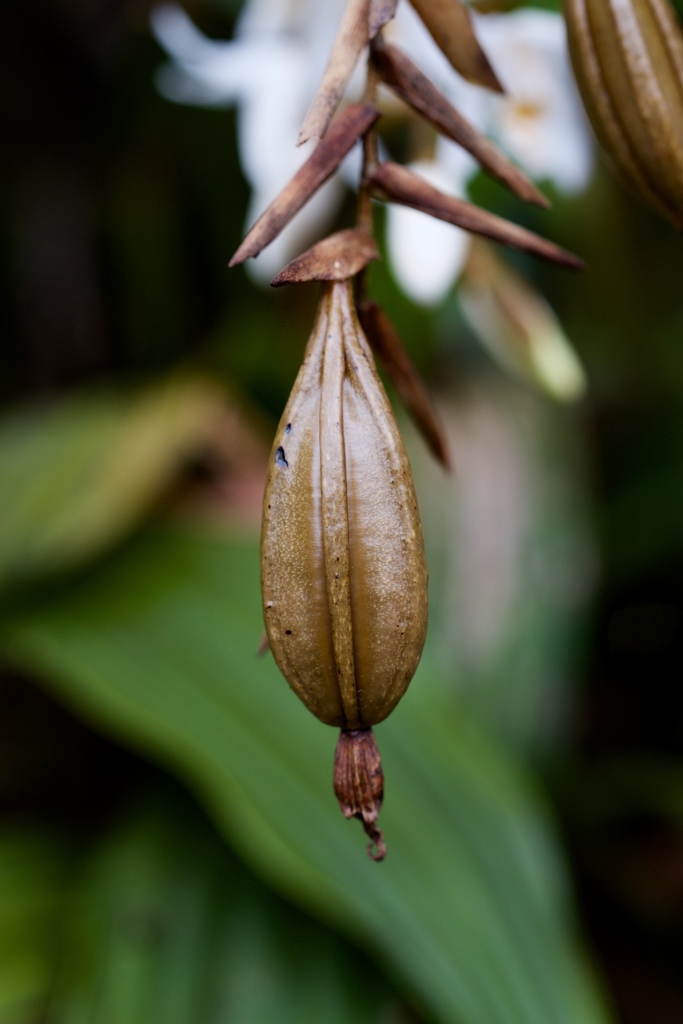 Coelogyne papillosa Ridl. 2