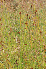 Juncus longistylis