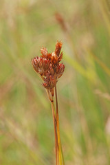 Juncus longistylis