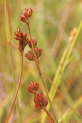 Juncus longistylis