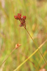 Juncus longistylis