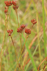 Juncus longistylis