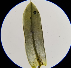Tortula subulata