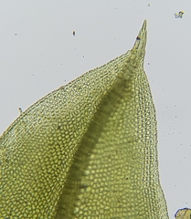 Tortula subulata