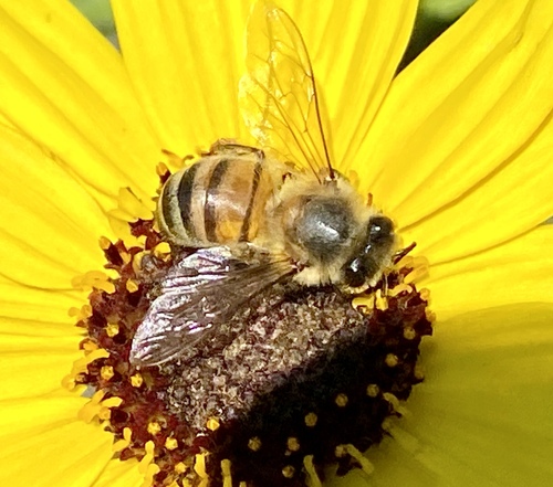 iNaturalist observation photo of Western Honey Bee