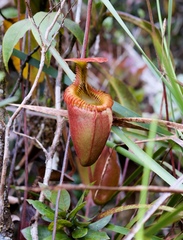 Nepenthes villosa