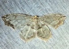 Hydatoscia ategua