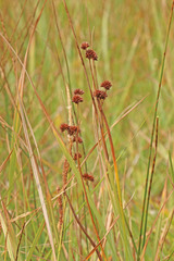 Juncus saximontanus