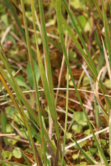 Juncus saximontanus