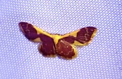 Idaea gemma