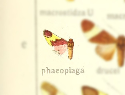 Neritos phaeoplaga