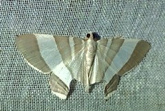 Opisthoxia miletia